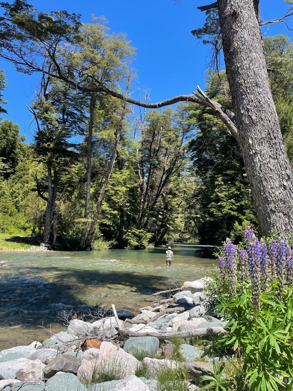 Wading a forest river among lupines