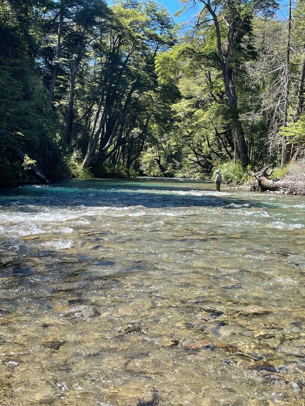 A turquoise river through the forest