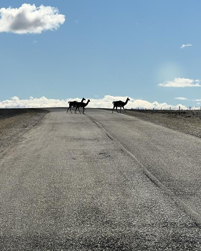 Guanacos crossing a road in Patagonia