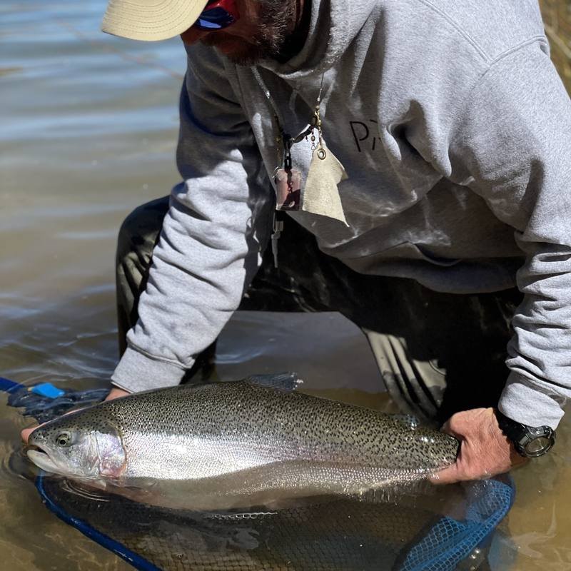 A guide gently releasing a rainbow trout